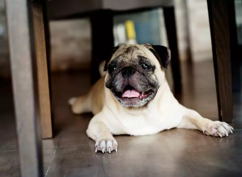 How To Calm An Anxious Dog When Guests Are Visiting