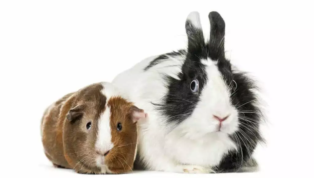 Reproductive Problems in Rabbits and Guinea Pigs