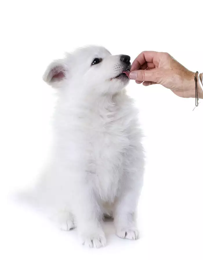 Rewarding a puppy toilet training