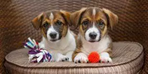 Rise In Puppies Being Given Up After Lockdown