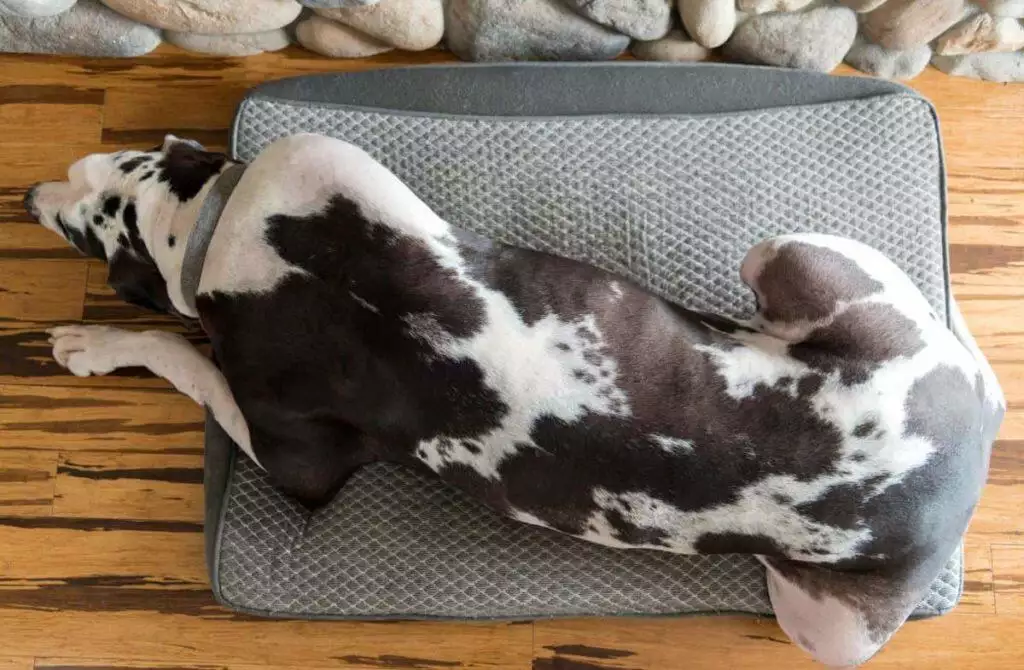Best Large Dog Beds - Great Dane On Bed