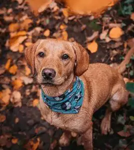 best dog bandana business