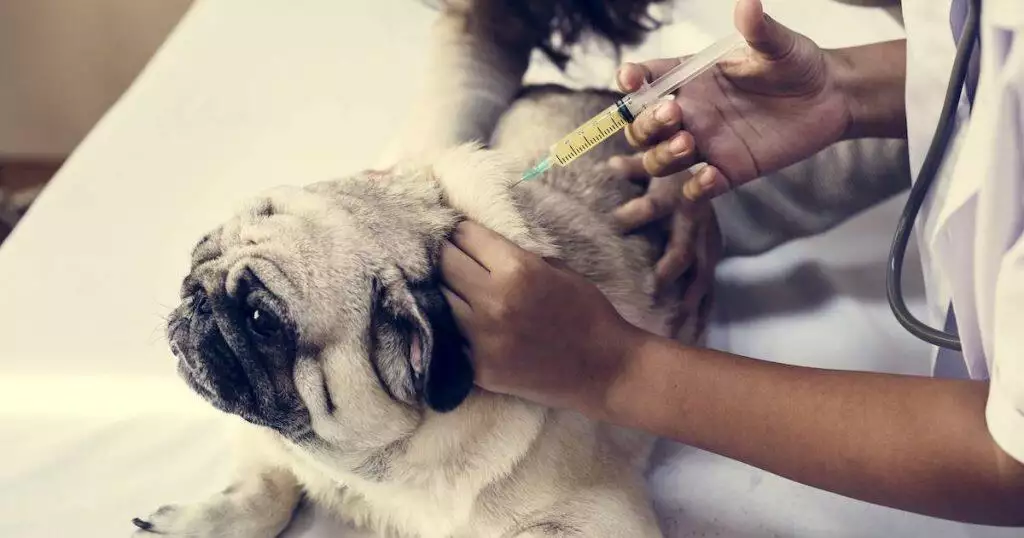 Sugar Diabetes In Dogs