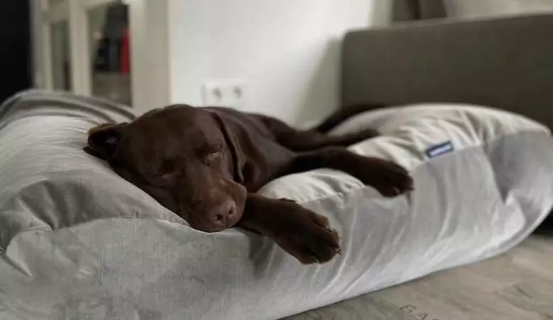 The Best Orthopaedic Dog Beds