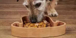 Eco Friendly Pet Bowls