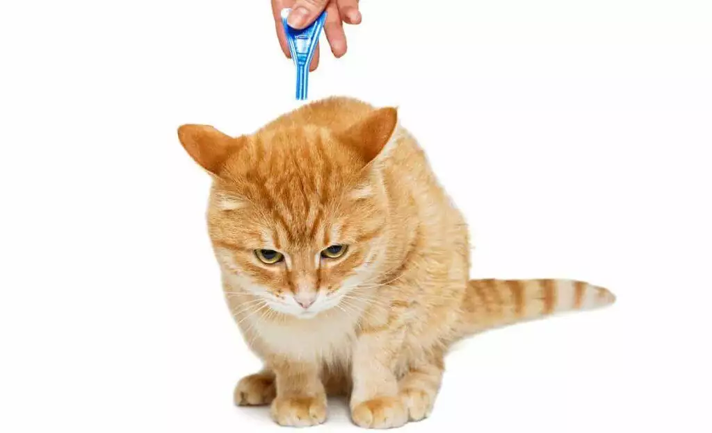 How to get rid of Fleas