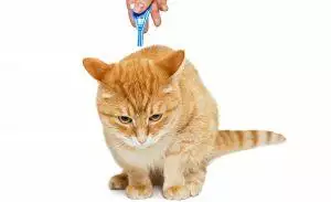 How to get rid of Fleas