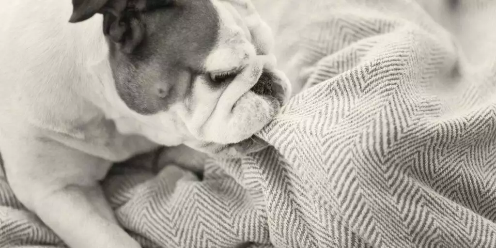 Best Indestrucible Dog Beds - chewproof dog beds