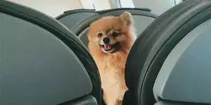 US stops emotional support dogs on planes