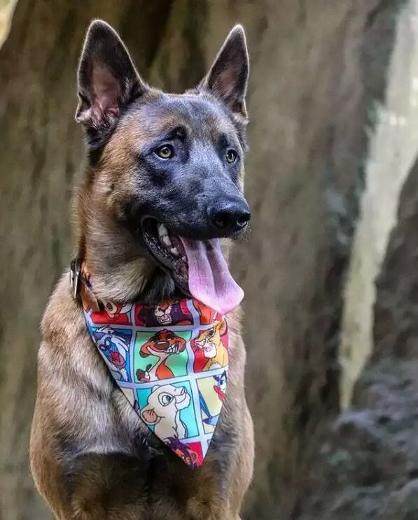 wet nosed pup character bandanas