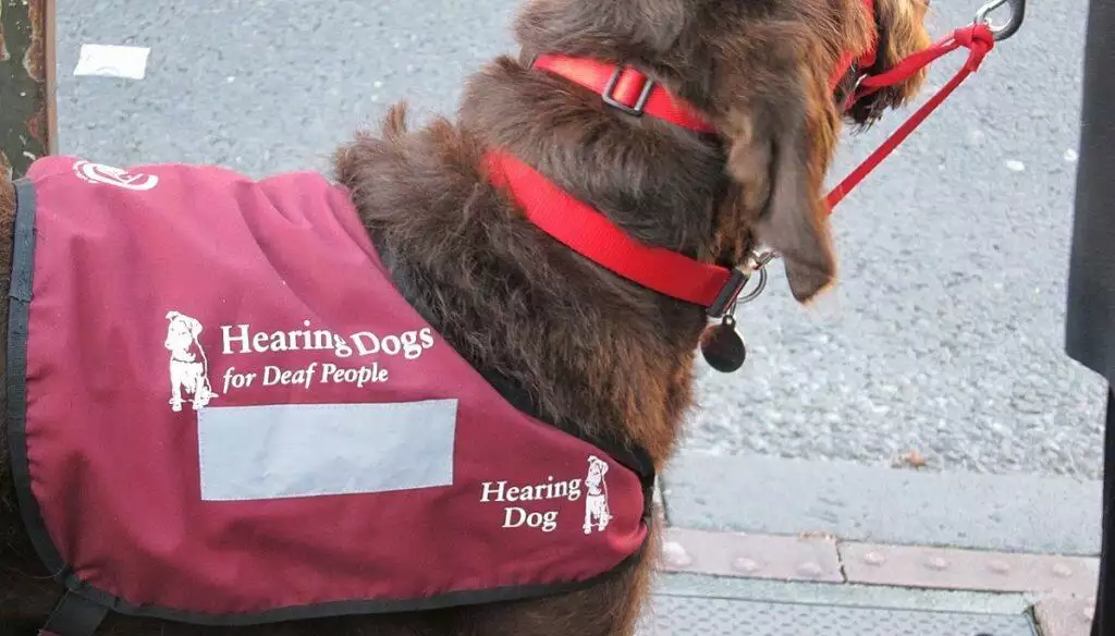 What Colour Coded Dog Coats Mean