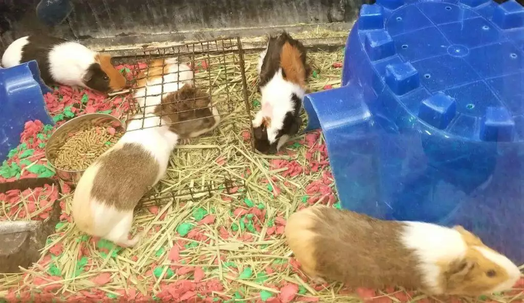 What do guinea pigs like to play with?