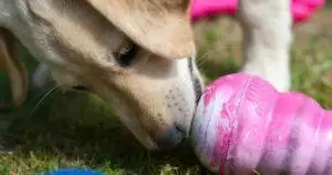 what to put in dog kong