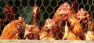 Extras Needed For Your Chicken Coop