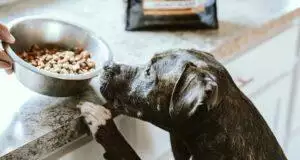 A dog with its front paws on a kitchen worktop, staring at a bowl of dog food excitedly