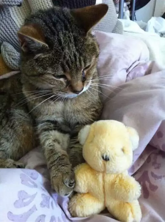 Why You Should Adopt An Older Pet