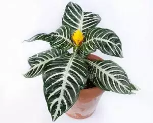 zebra plant